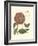 Small Vintage Floral III-null-Framed Art Print