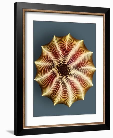 Small White Butterfly Egg, SEM-Dr. Jeremy Burgess-Framed Photographic Print
