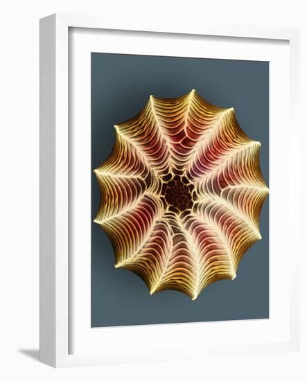 Small White Butterfly Egg, SEM-Dr. Jeremy Burgess-Framed Photographic Print