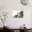 Small White Cockapoo Dog Navigating from the Bow of a Canoe on a Misty Lake - Ontario, Canada-Brian Lasenby-Photographic Print displayed on a wall