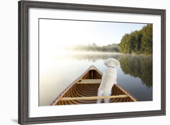 Small White Cockapoo Dog Navigating from the Bow of a Canoe on a Misty Lake - Ontario, Canada-Brian Lasenby-Framed Photographic Print