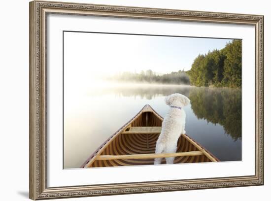 Small White Cockapoo Dog Navigating from the Bow of a Canoe on a Misty Lake - Ontario, Canada-Brian Lasenby-Framed Photographic Print