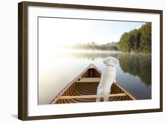 Small White Cockapoo Dog Navigating from the Bow of a Canoe on a Misty Lake - Ontario, Canada-Brian Lasenby-Framed Photographic Print