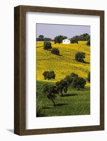 Small White House in Hillside in Sunflower and Oak Tree-Terry Eggers-Framed Photographic Print