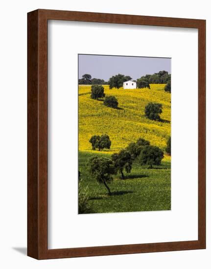 Small White House in Hillside in Sunflower and Oak Tree-Terry Eggers-Framed Photographic Print