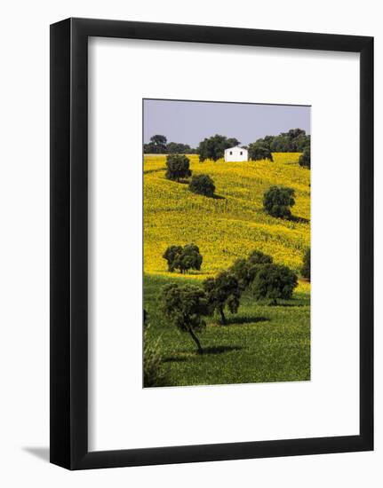 Small White House in Hillside in Sunflower and Oak Tree-Terry Eggers-Framed Photographic Print