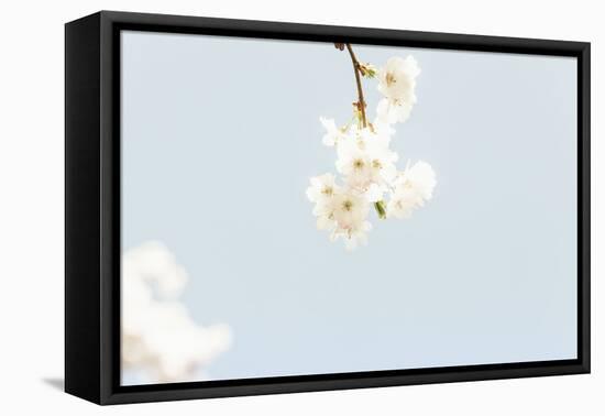 Small White Ornamental Cherry Tree Blossoms in Full Splendour on a Branch-Petra Daisenberger-Framed Premier Image Canvas