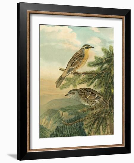 Small Woodland Birds I-Vision Studio-Framed Art Print