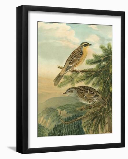 Small Woodland Birds I-Vision Studio-Framed Art Print