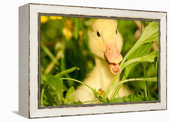 Small Yellow Duckling Outdoor On Green Grass-goinyk-Framed Premier Image Canvas