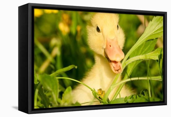 Small Yellow Duckling Outdoor On Green Grass-goinyk-Framed Premier Image Canvas