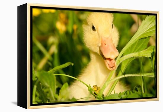 Small Yellow Duckling Outdoor On Green Grass-goinyk-Framed Premier Image Canvas