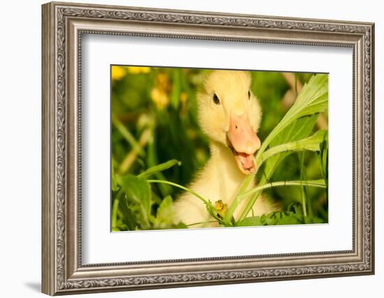 Small Yellow Duckling Outdoor On Green Grass-goinyk-Framed Photographic Print