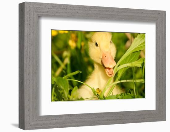 Small Yellow Duckling Outdoor On Green Grass-goinyk-Framed Photographic Print