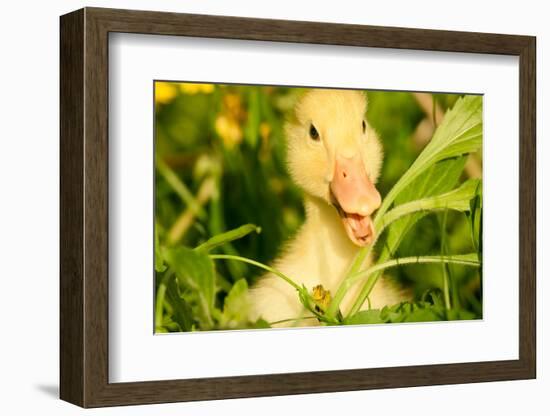 Small Yellow Duckling Outdoor On Green Grass-goinyk-Framed Photographic Print