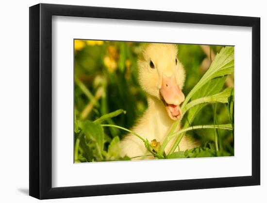 Small Yellow Duckling Outdoor On Green Grass-goinyk-Framed Photographic Print