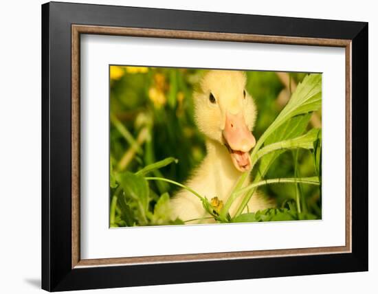 Small Yellow Duckling Outdoor On Green Grass-goinyk-Framed Photographic Print