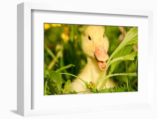 Small Yellow Duckling Outdoor On Green Grass-goinyk-Framed Photographic Print