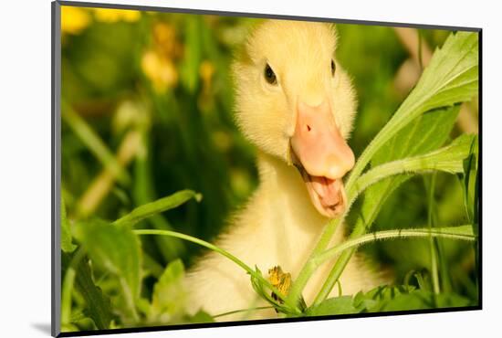 Small Yellow Duckling Outdoor On Green Grass-goinyk-Mounted Photographic Print