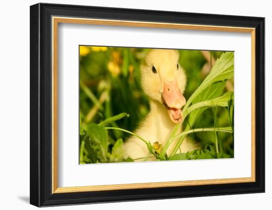 Small Yellow Duckling Outdoor On Green Grass-goinyk-Framed Photographic Print