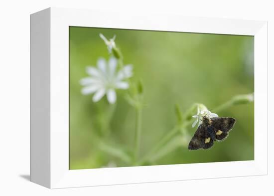 Small Yellow Underwing Moth (Panemeria Tenebrata) On Stitchwort (Stellaria) South Karelia-Jussi Murtosaari-Framed Premier Image Canvas