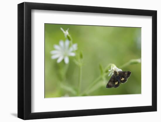 Small Yellow Underwing Moth (Panemeria Tenebrata) On Stitchwort (Stellaria) South Karelia-Jussi Murtosaari-Framed Photographic Print