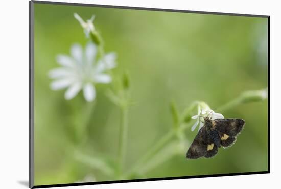 Small Yellow Underwing Moth (Panemeria Tenebrata) On Stitchwort (Stellaria) South Karelia-Jussi Murtosaari-Mounted Photographic Print