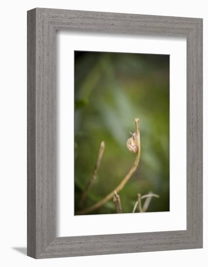 Smaller Banded Snail Cepaea Hortensis on Halm-Niki Haselwanter-Framed Photographic Print