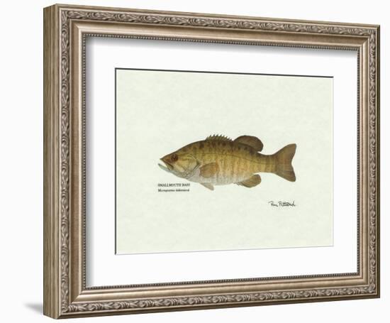 Smallmouth Bass Fish-Ron Pittard-Framed Art Print