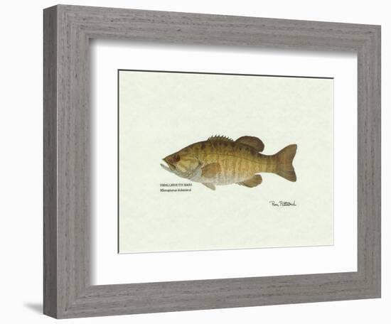 Smallmouth Bass Fish-Ron Pittard-Framed Art Print