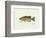 Smallmouth Bass Fish-Ron Pittard-Framed Art Print