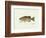 Smallmouth Bass Fish-Ron Pittard-Framed Art Print