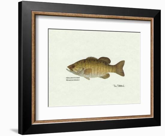 Smallmouth Bass Fish-Ron Pittard-Framed Art Print