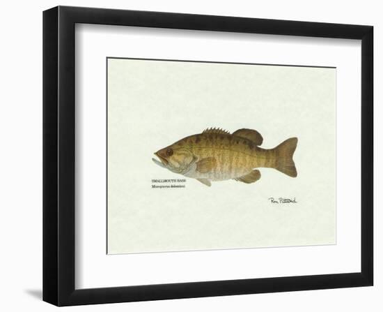 Smallmouth Bass Fish-Ron Pittard-Framed Art Print