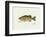 Smallmouth Bass Fish-Ron Pittard-Framed Art Print