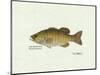 Smallmouth Bass Fish-Ron Pittard-Mounted Art Print