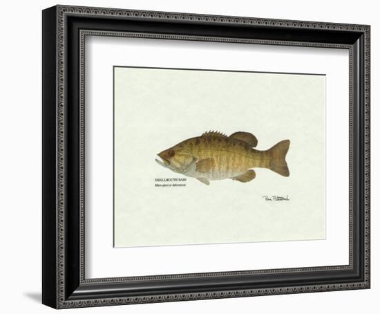 Smallmouth Bass Fish-Ron Pittard-Framed Art Print