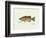 Smallmouth Bass Fish-Ron Pittard-Framed Art Print