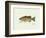 Smallmouth Bass Fish-Ron Pittard-Framed Art Print