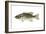 Smallmouth Bass (Micropterus Dolomieui), Fishes-Encyclopaedia Britannica-Framed Art Print