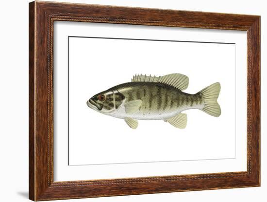 Smallmouth Bass (Micropterus Dolomieui), Fishes-Encyclopaedia Britannica-Framed Art Print