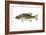 Smallmouth Bass (Micropterus Dolomieui), Fishes-Encyclopaedia Britannica-Framed Art Print