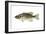 Smallmouth Bass (Micropterus Dolomieui), Fishes-Encyclopaedia Britannica-Framed Art Print