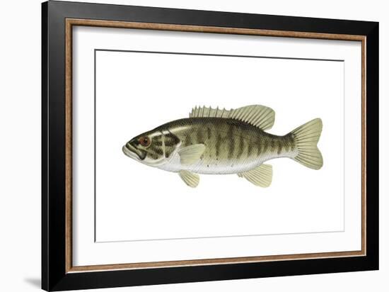 Smallmouth Bass (Micropterus Dolomieui), Fishes-Encyclopaedia Britannica-Framed Art Print