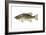 Smallmouth Bass (Micropterus Dolomieui), Fishes-Encyclopaedia Britannica-Framed Art Print