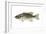 Smallmouth Bass (Micropterus Dolomieui), Fishes-Encyclopaedia Britannica-Framed Art Print