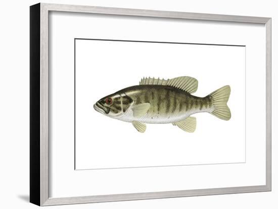 Smallmouth Bass (Micropterus Dolomieui), Fishes-Encyclopaedia Britannica-Framed Art Print