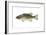 Smallmouth Bass (Micropterus Dolomieui), Fishes-Encyclopaedia Britannica-Framed Art Print