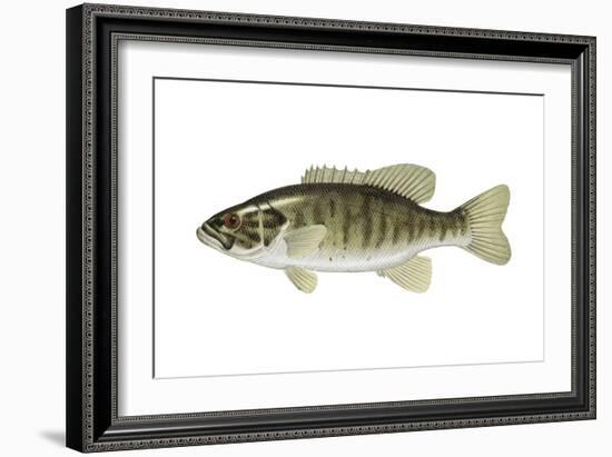 Smallmouth Bass (Micropterus Dolomieui), Fishes-Encyclopaedia Britannica-Framed Art Print