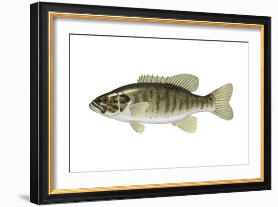 Smallmouth Bass (Micropterus Dolomieui), Fishes-Encyclopaedia Britannica-Framed Art Print